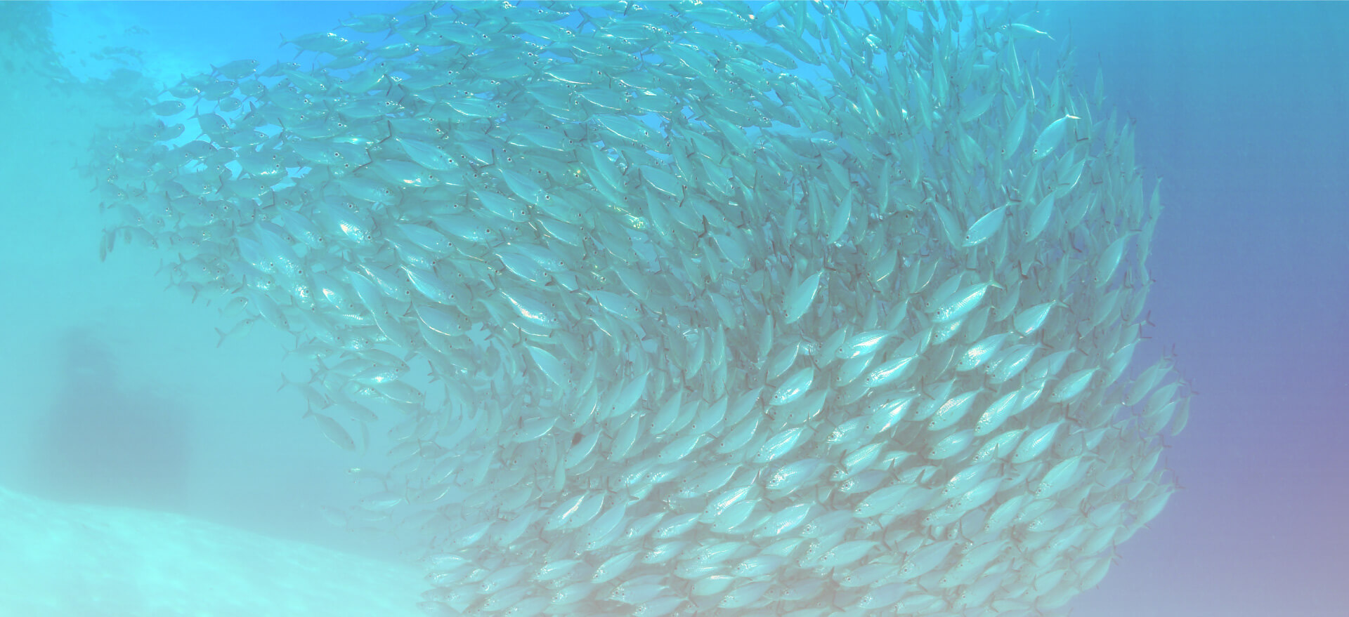 school of fish swimming in tropical waters
